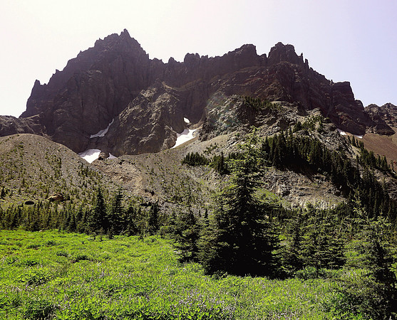 Remarkable Three Fingered Jack