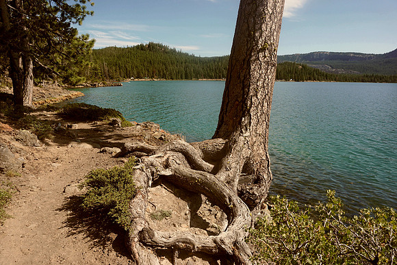 Rooted in adventures on Paulina Lake