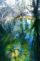 Intricate hues from a Pond