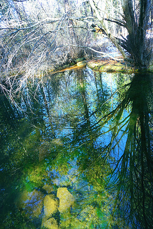 Intricate hues from a Pond