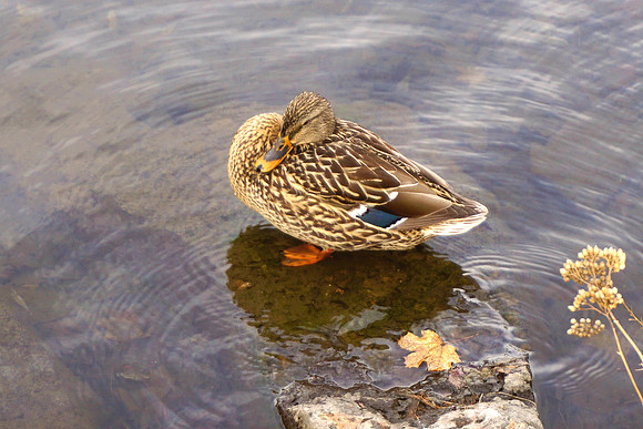 Drake Park Resident