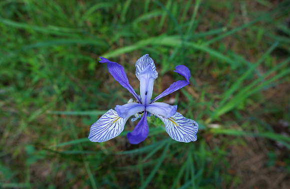 Hello Iris!