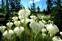 Beargrass in the Oregon Cascades