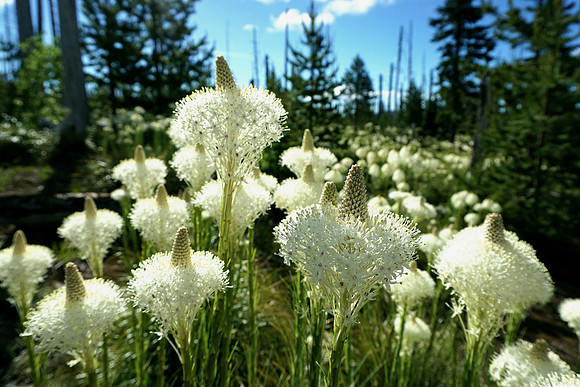 Beargrass in the Oregon Cascades