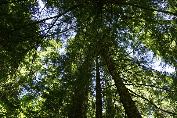 A peek through the trees