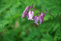 Bleeding heart