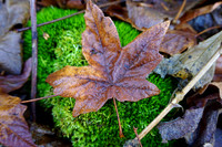 The Stunning contrast of Fall