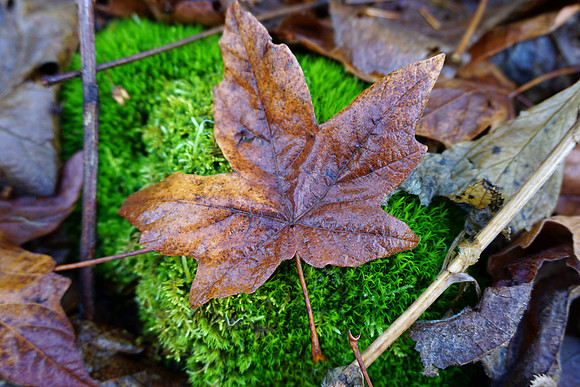 The Stunning contrast of Fall