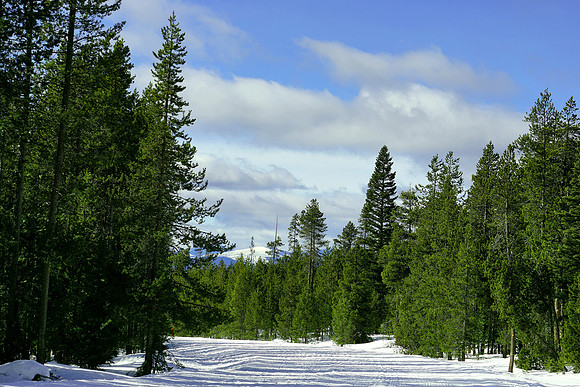 The beauty of nature in Winter