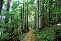 Wandering through the Trees at Clear Lake