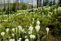 Beargrass in Central Oregon