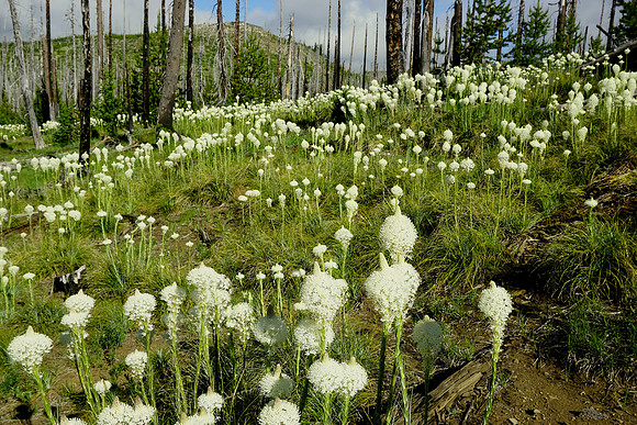 Beargrass in Central Oregon