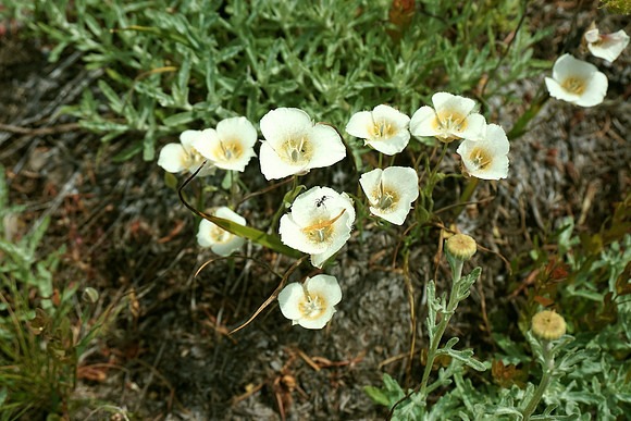 Nature's small wonders
