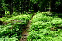 Lush Ferns on Browder Trail