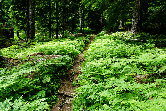 Lush Ferns on Browder Trail