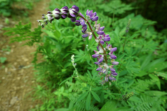 The Lone Lupine