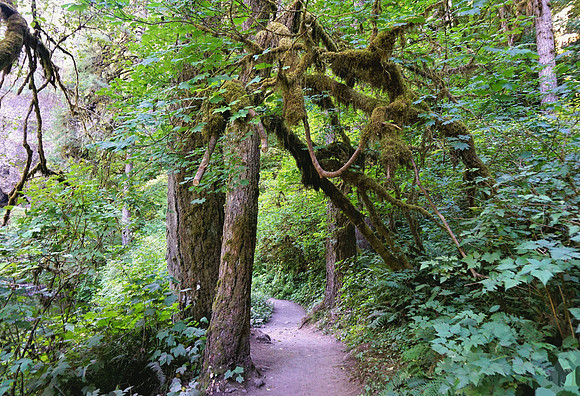 Trailblazing in Silver Falls State Park