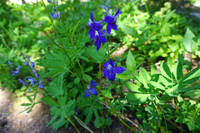 Wildflowers in Spring!