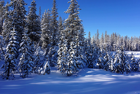The magic of snow on Cascades  Lake Scenic Byway