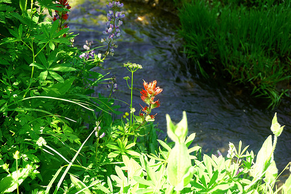 The Beauty of Spring