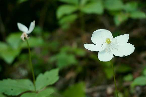Nature's tiny presence