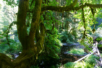 Enchanting Tree of the Forest
