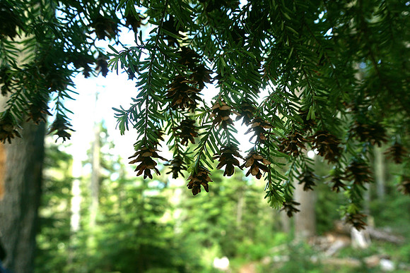 Dance of the Pine Cone Fairies