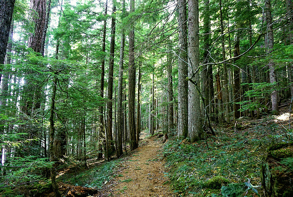 Wandering through the Trees at Clear Lake