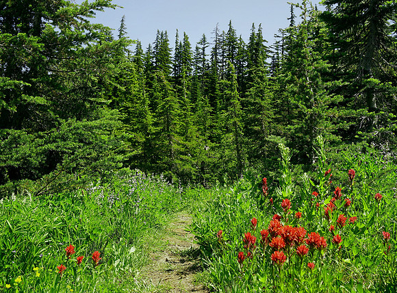 Hiking in Springtime