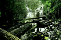 Bold and Sassy on Proxy Falls Trail