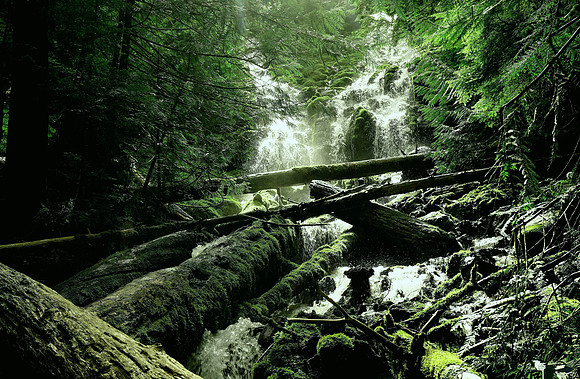 Bold and Sassy on Proxy Falls Trail