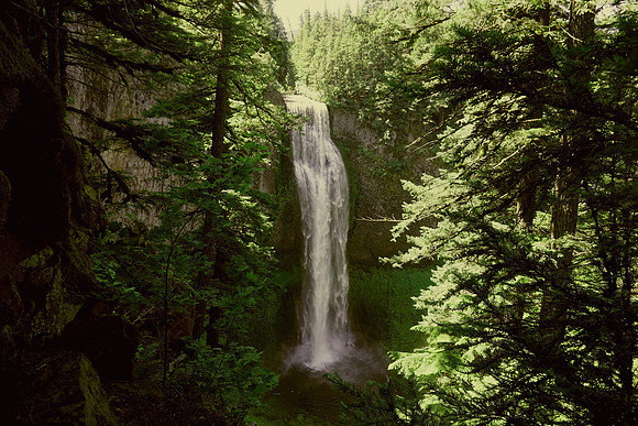 Salt Creek Falls through the trees