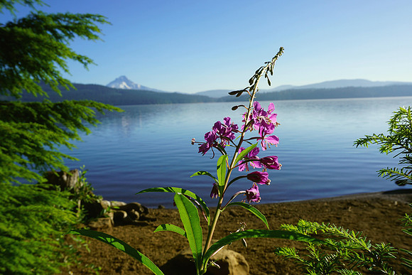 Summer at Timothy Lake