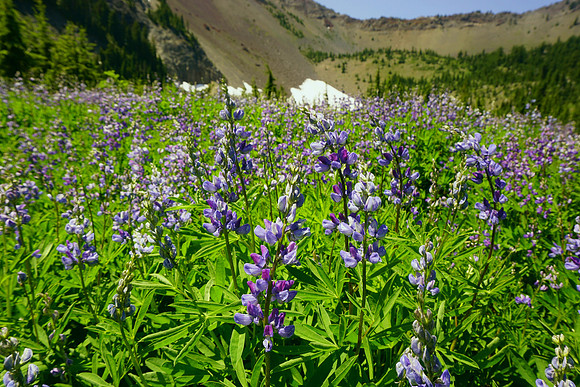 Lupine in full bloom!
