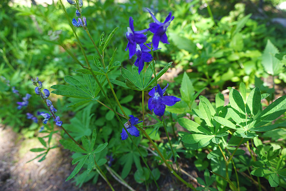Wildflowers in Spring!