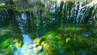 Nature's reflections