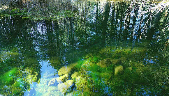 Nature's reflections
