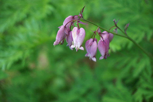 Bleeding heart