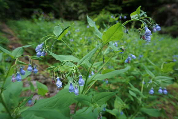 Tall Bluebells in Spring
